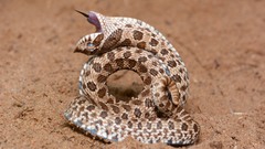 Western Hognose Snake photo 3