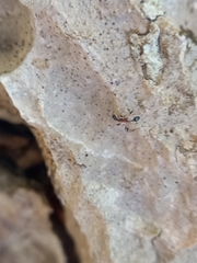 Temnothorax bermudezi