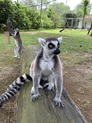 Lemur