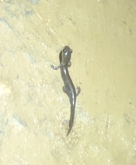 Plethodon glutinosus