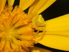 Thomisus daradioides