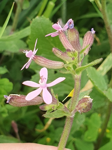 Image of Silene fuscata by (c) Mehdi Chetibi, some rights reserved (CC BY)
