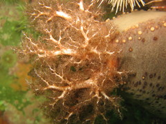 Cucumaria frondosa