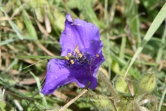 Tradescantia humilis