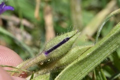 Tradescantia humilis
