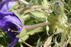 Tradescantia humilis