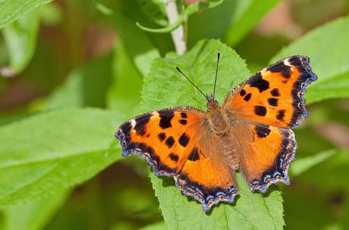 Scarce Tortoiseshell, Grad Sofiya, BG-SG-ST, BG, photo 7 of 10
