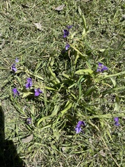 Tradescantia humilis