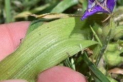 Tradescantia humilis