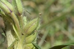 Tradescantia humilis