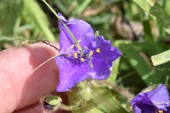 Tradescantia humilis