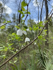 Styracaceae