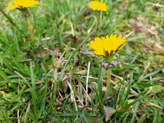 Taraxacum lacistophyllum