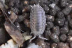 Agabiformius lentus
