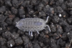 Agabiformius lentus
