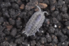 Agabiformius lentus