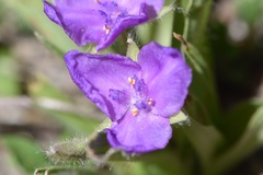 Tradescantia humilis