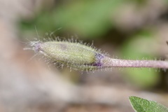 Tradescantia humilis