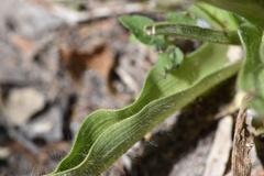 Tradescantia humilis