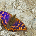 Freyer's Purple Emperor - Photo (c) Paul Cools, some rights reserved (CC BY-NC), uploaded by Paul Cools