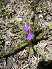 Tradescantia humilis