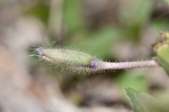 Tradescantia humilis