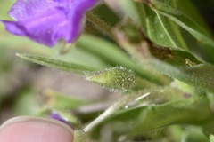 Tradescantia humilis