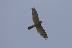 Accipiter badius
