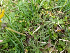 Taraxacum lacistophyllum