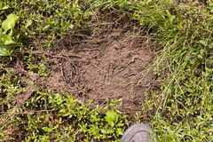 Elephas maximus maximus