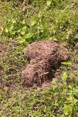 Elephas maximus maximus