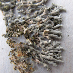 Physcia alnophila