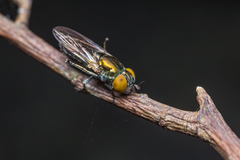Riponnensia splendens