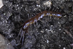 Lithobius peregrinus