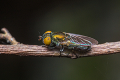 Riponnensia splendens