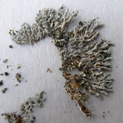 Physcia alnophila