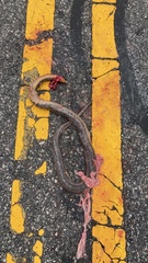 Farancia erytrogramma