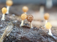 Physarum melleum