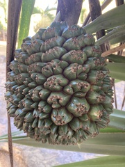 Pandanus utilis
