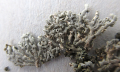 Physcia alnophila