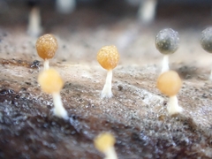 Physarum melleum