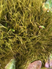 Flexitrichum gracile