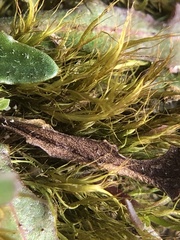 Flexitrichum gracile