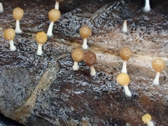 Physarum melleum