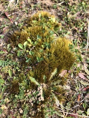 Flexitrichum gracile