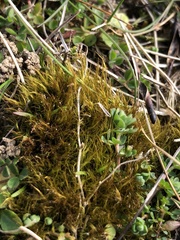 Flexitrichum gracile