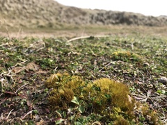 Flexitrichum gracile