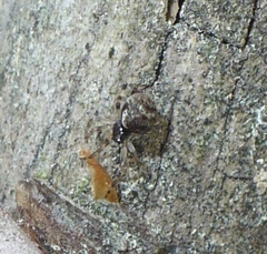 Dipoena melanogaster