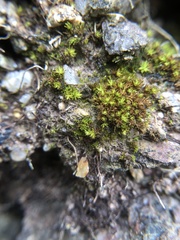 Gymnostomum viridulum