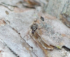 Dipoena melanogaster